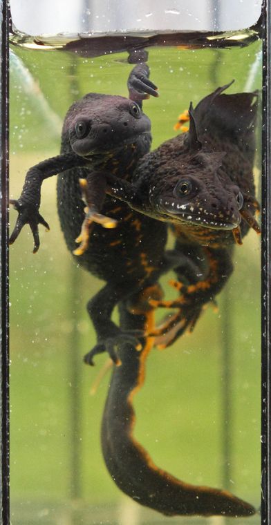 A close-up underwater photograph of male Great crested newt (right) and female (left) in a cuvet during an amphibian survey. The newt is dark with warty skin, a high, jagged crest running along its back, and a bright orange belly with black spots.