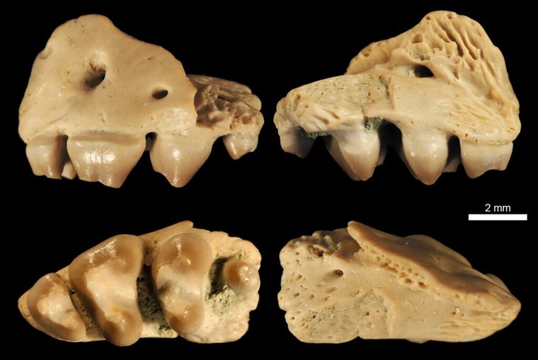 Fig1 holotype noannotations 1024x686