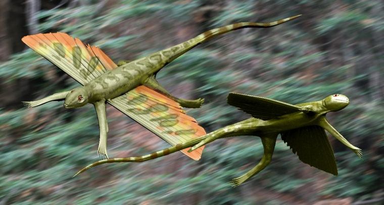 A computer generated image of Life restoration of Kuehneosuchus and Kuehneosaurus (right). Kuehneosaurus, a genus of small, gliding reptile lived during the Late Triassic period, approximately 210 million years ago.
